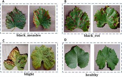 A lightweight MHDI-DETR model for detecting grape leaf diseases